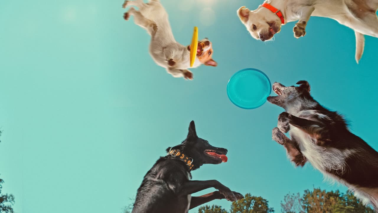 Inside the Mind of a Dog still 2