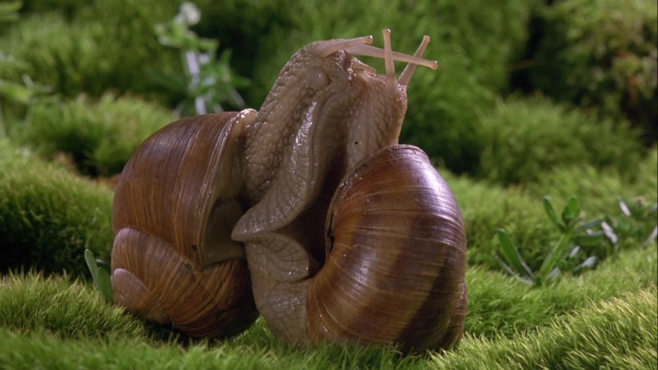 Microcosmos still 6