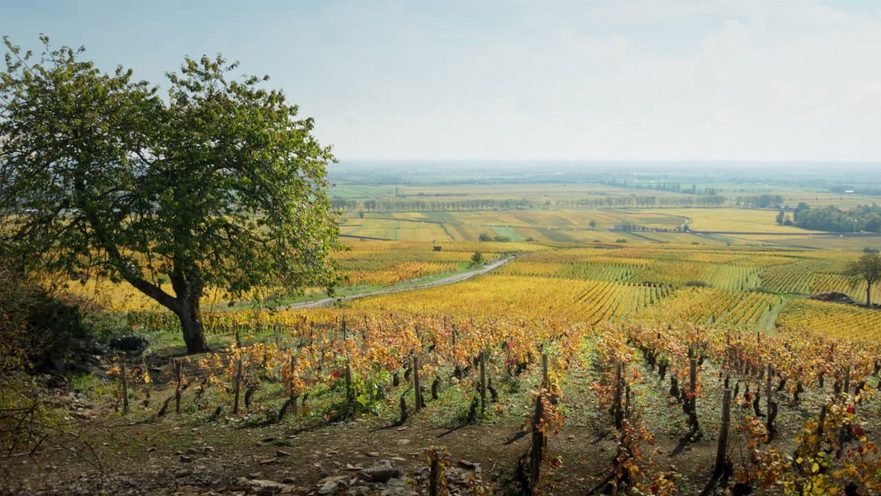 Back to Burgundy still 8