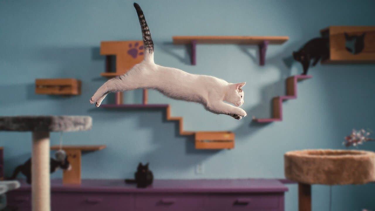Inside the Mind of a Cat still 4