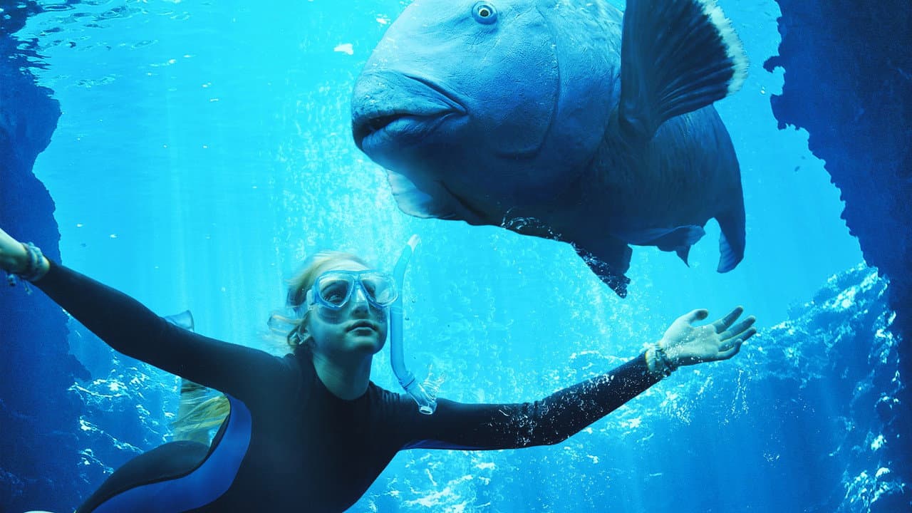 Blueback still 5