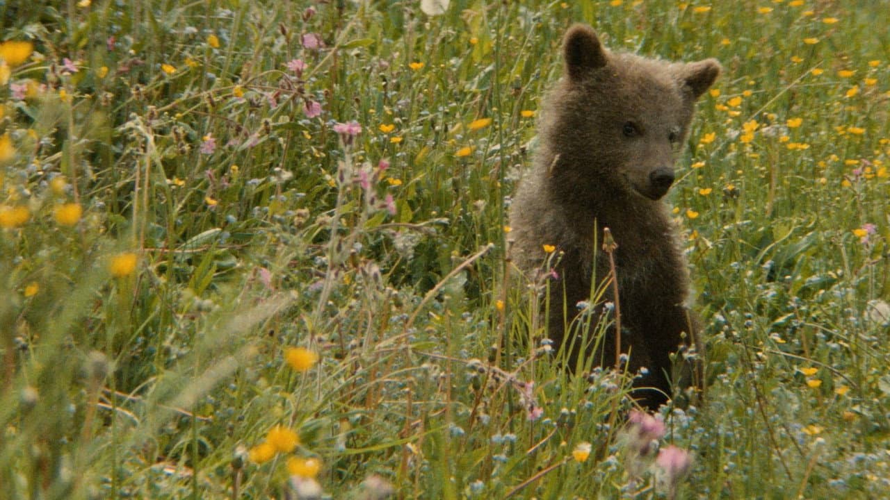 The Bear still 5