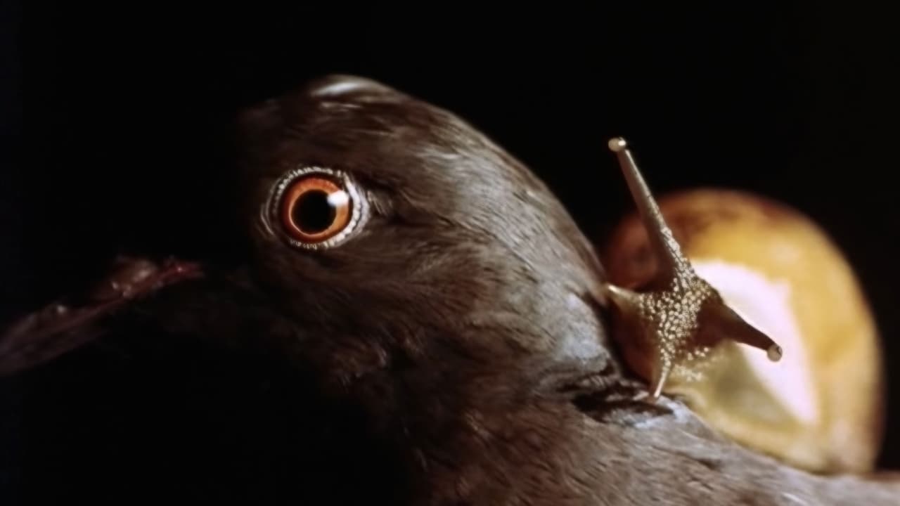 Anguish still 1