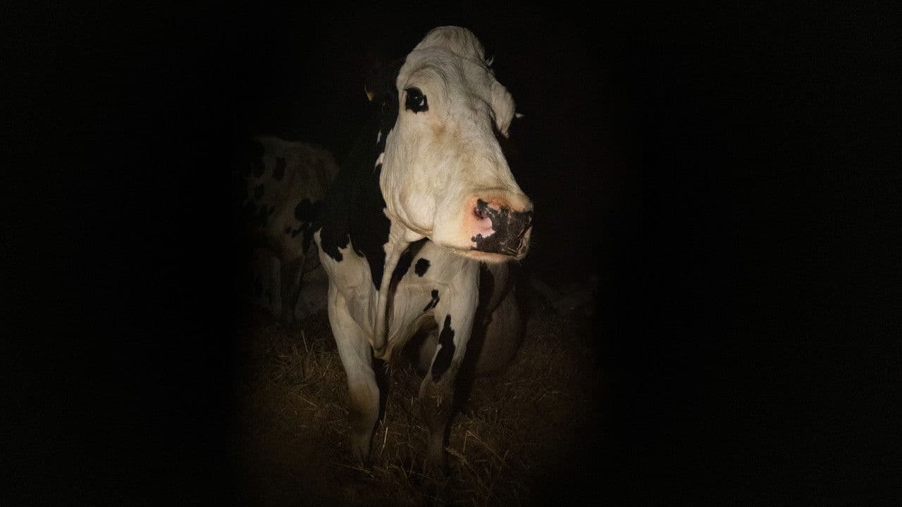 Cow still 1