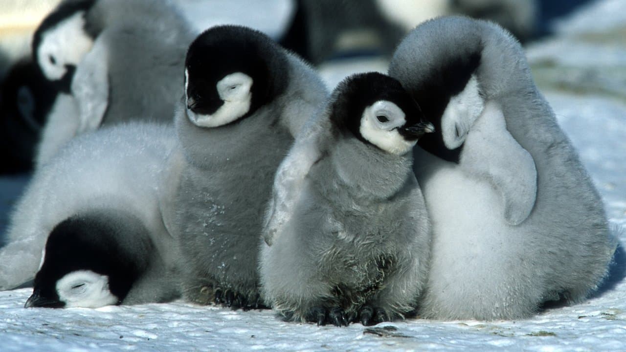 March of the Penguins still 1