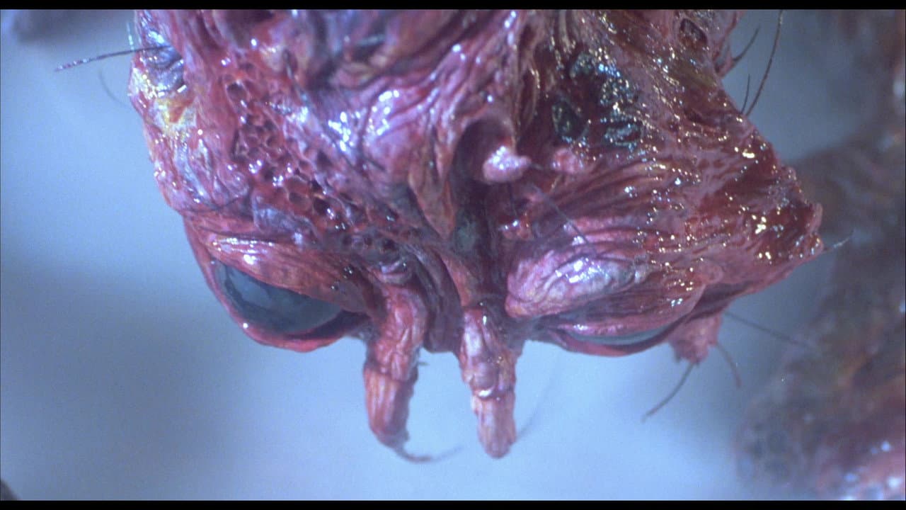 The Fly still 7