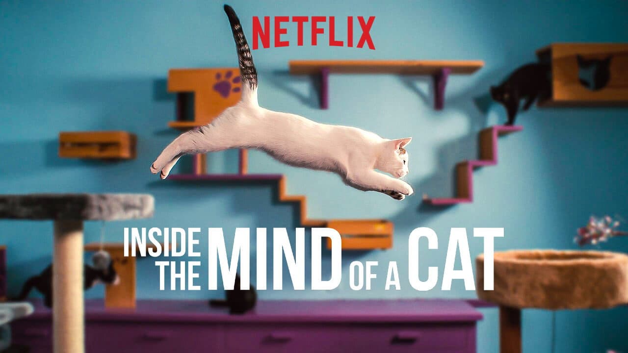 Inside the Mind of a Cat still 6