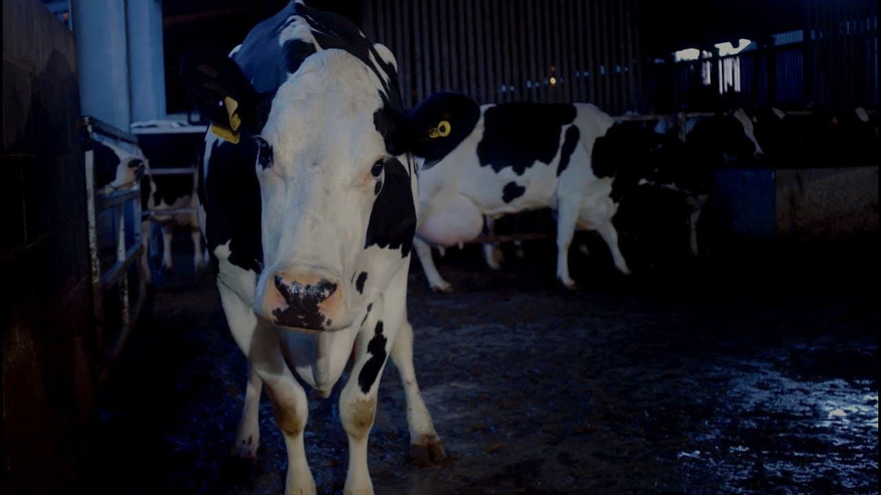 Cow still 2