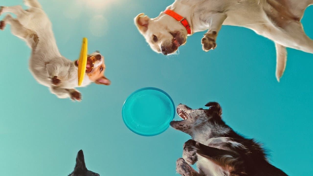 Inside the Mind of a Dog still 1