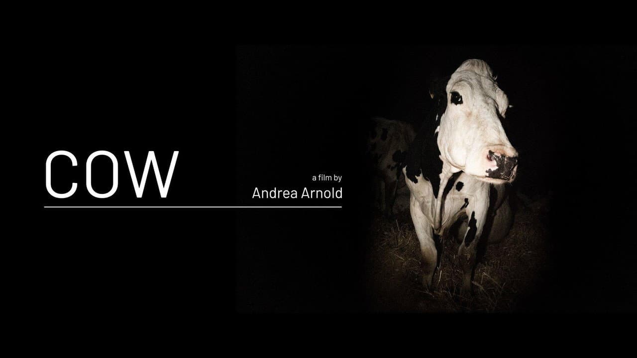 Cow still 5