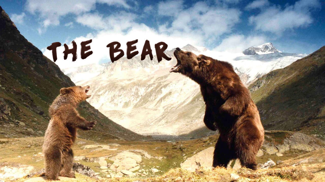 The Bear still 7