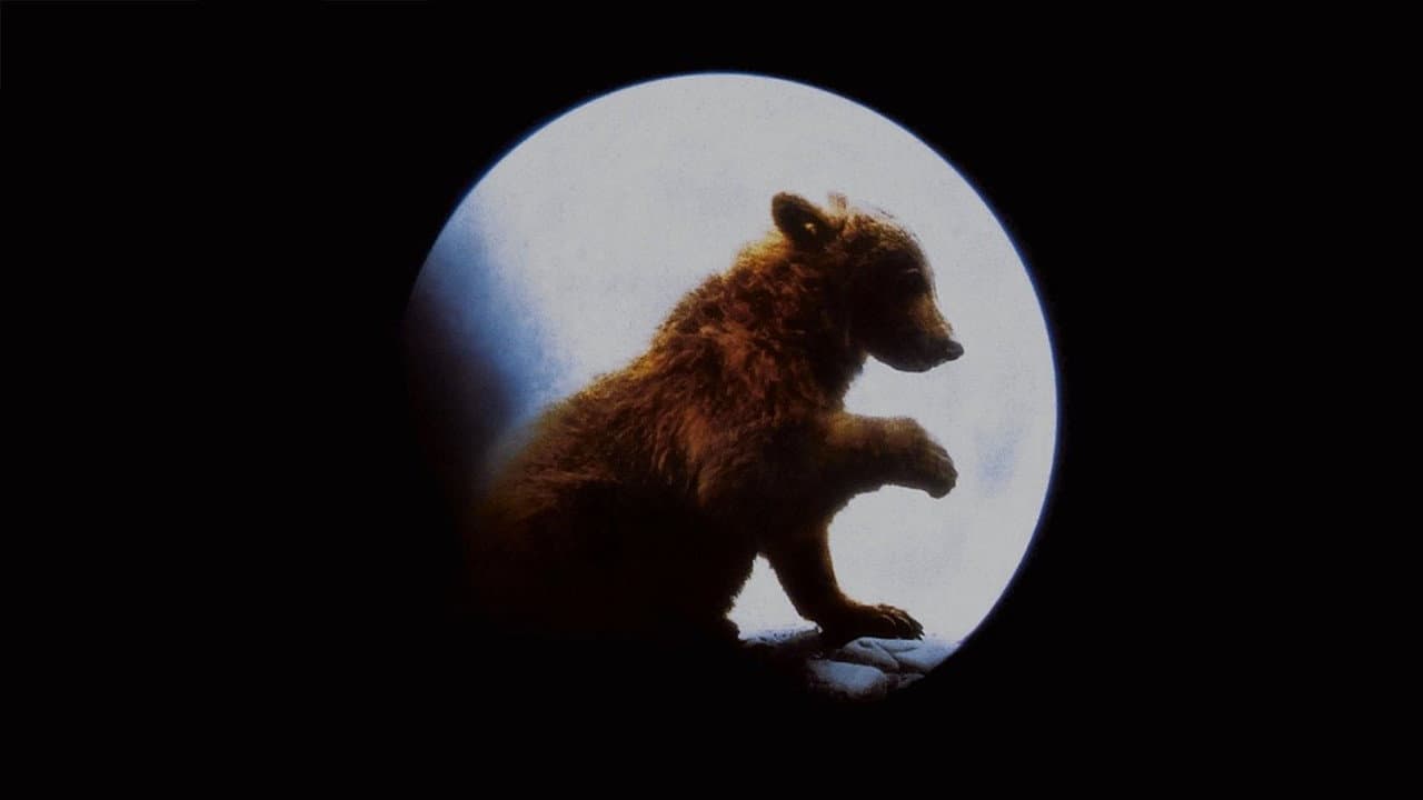 The Bear still 8