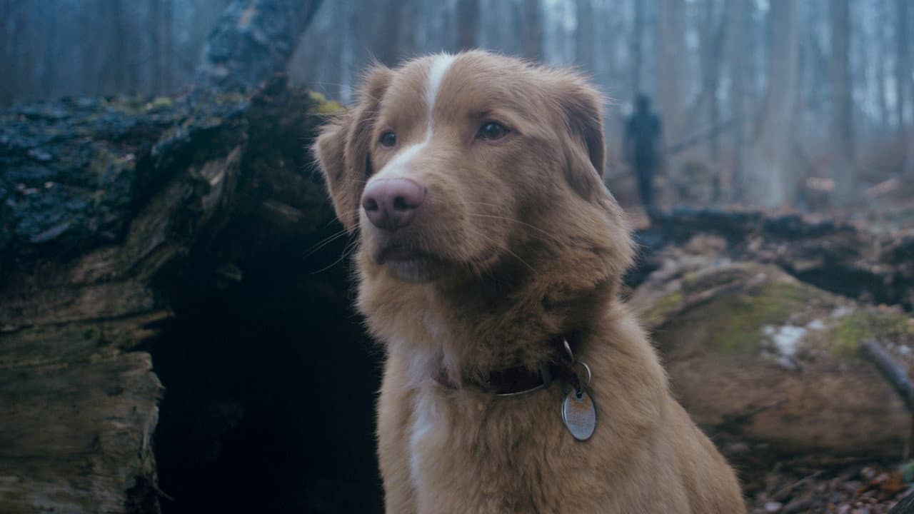 Good Boy still 2
