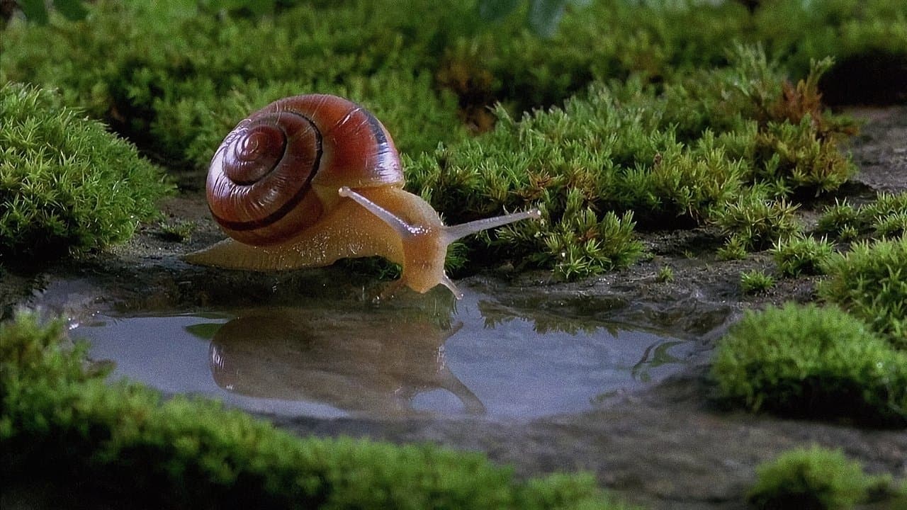 Microcosmos still 1