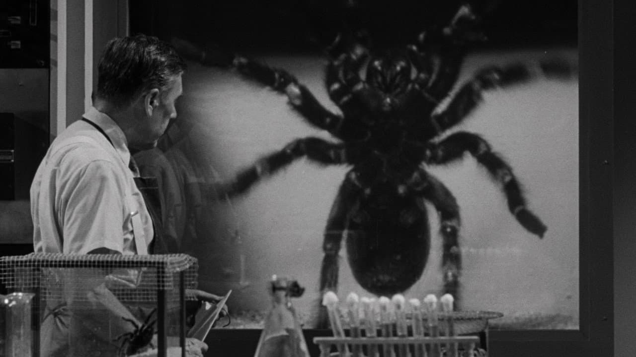 Tarantula still 7