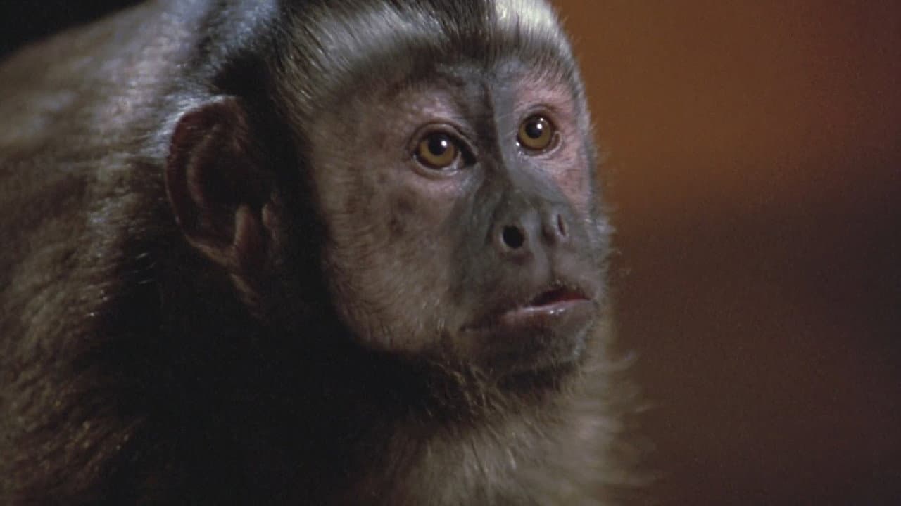 Monkey Shines still 7