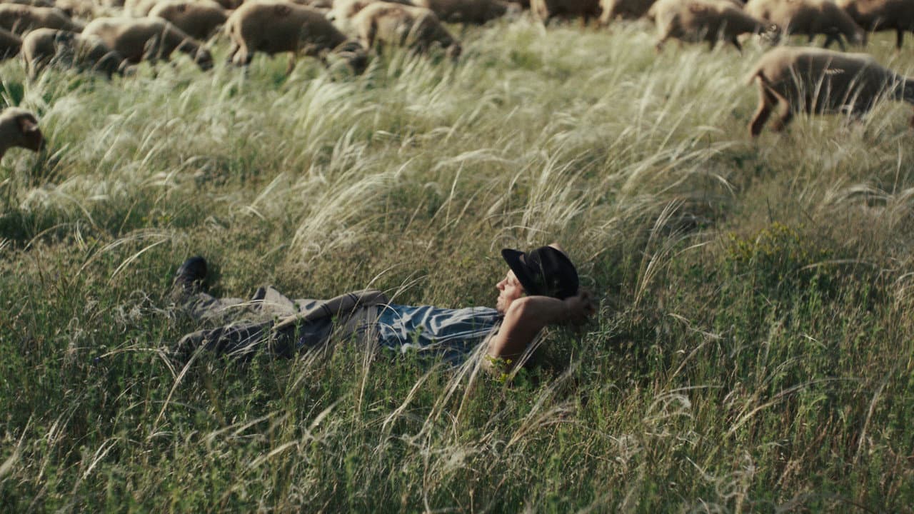 Shepherds still 8