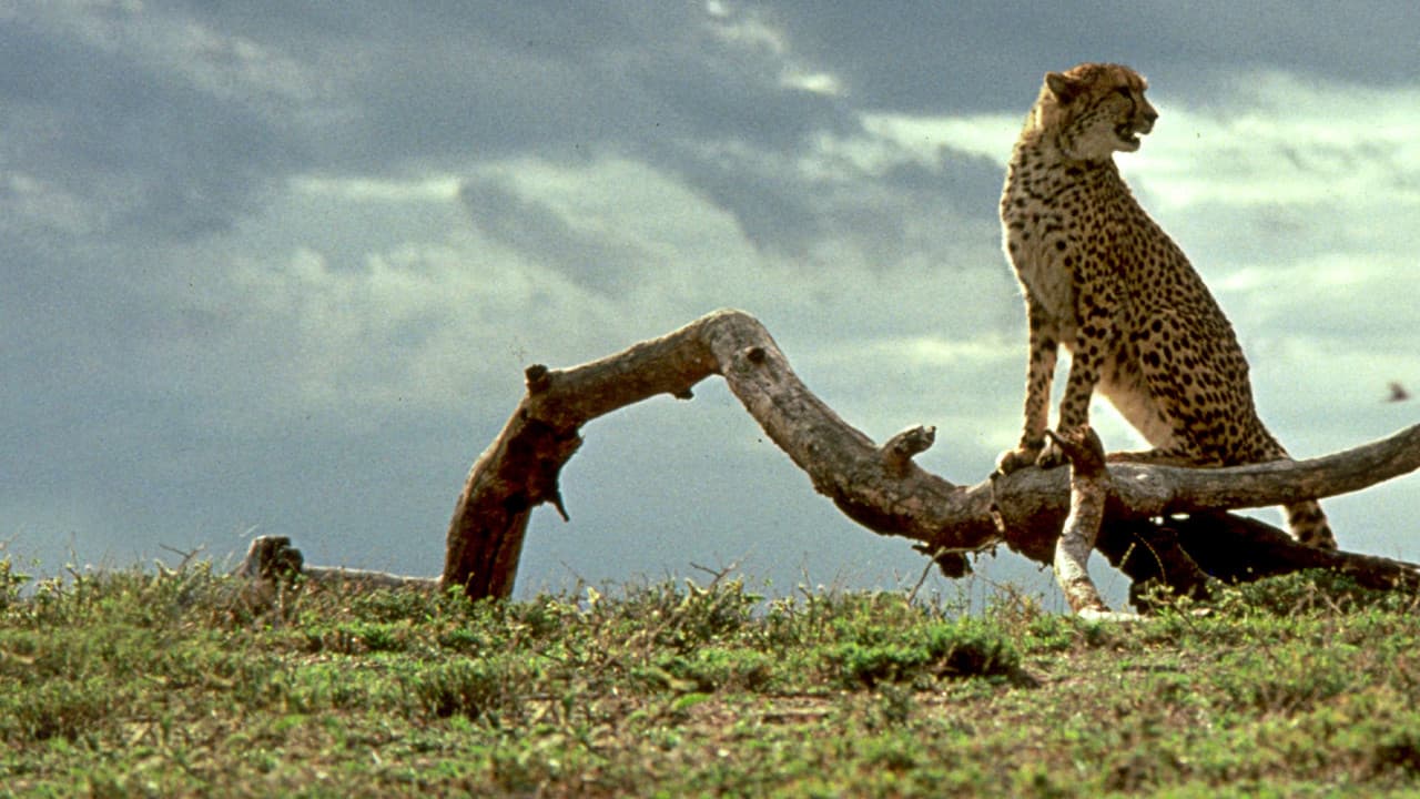 Cheetah still 1