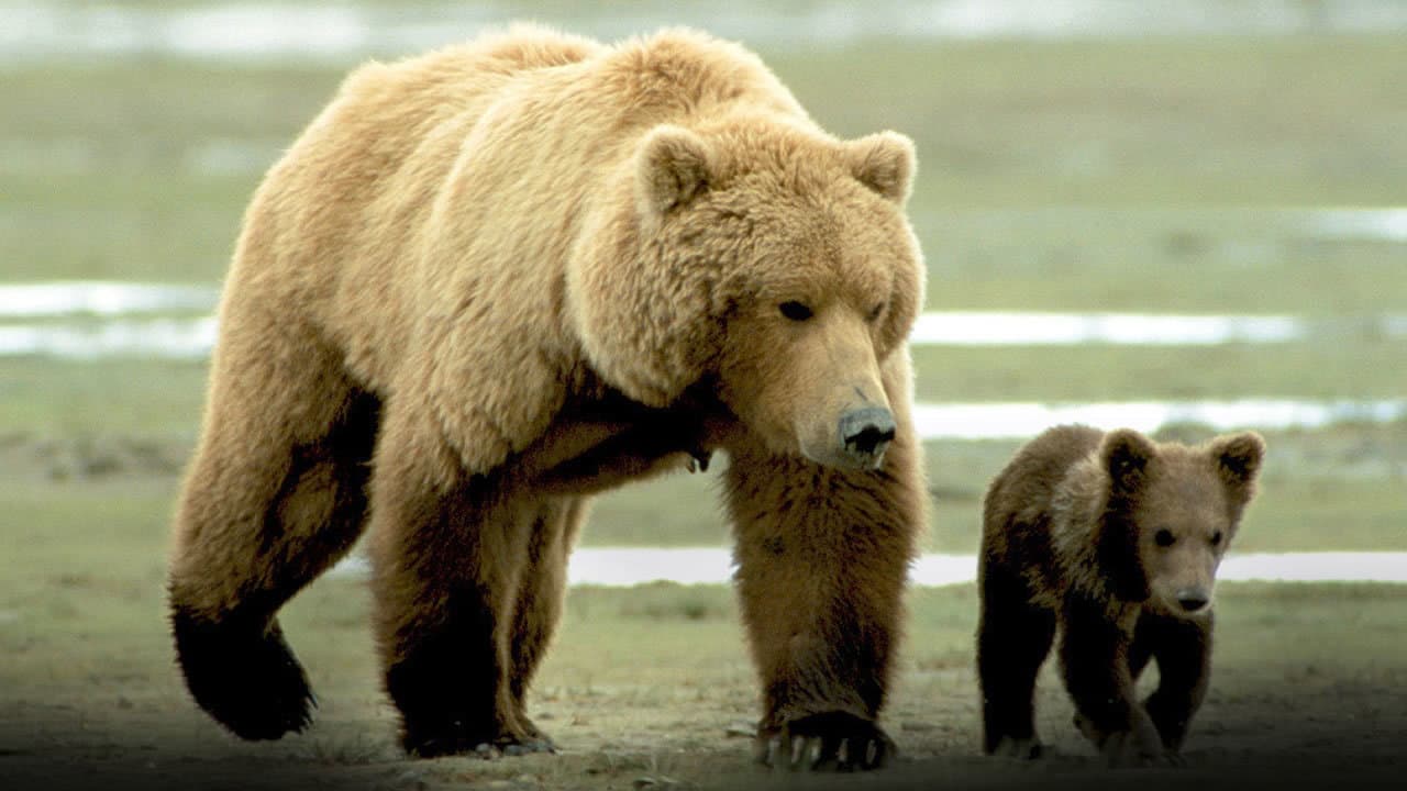 Grizzly Man still 8