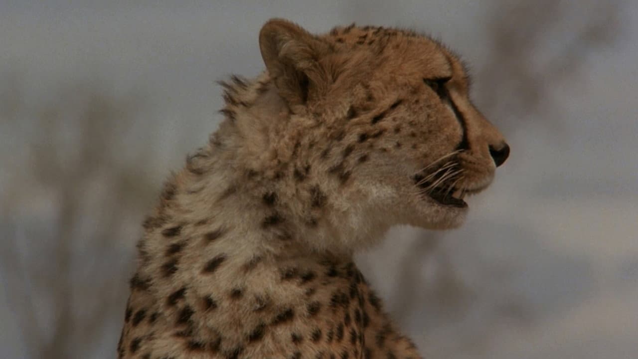 Cheetah still 4